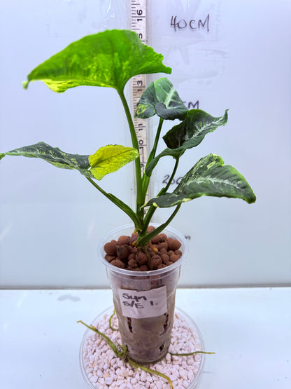 Syngonium Scrambled Eggs - S1