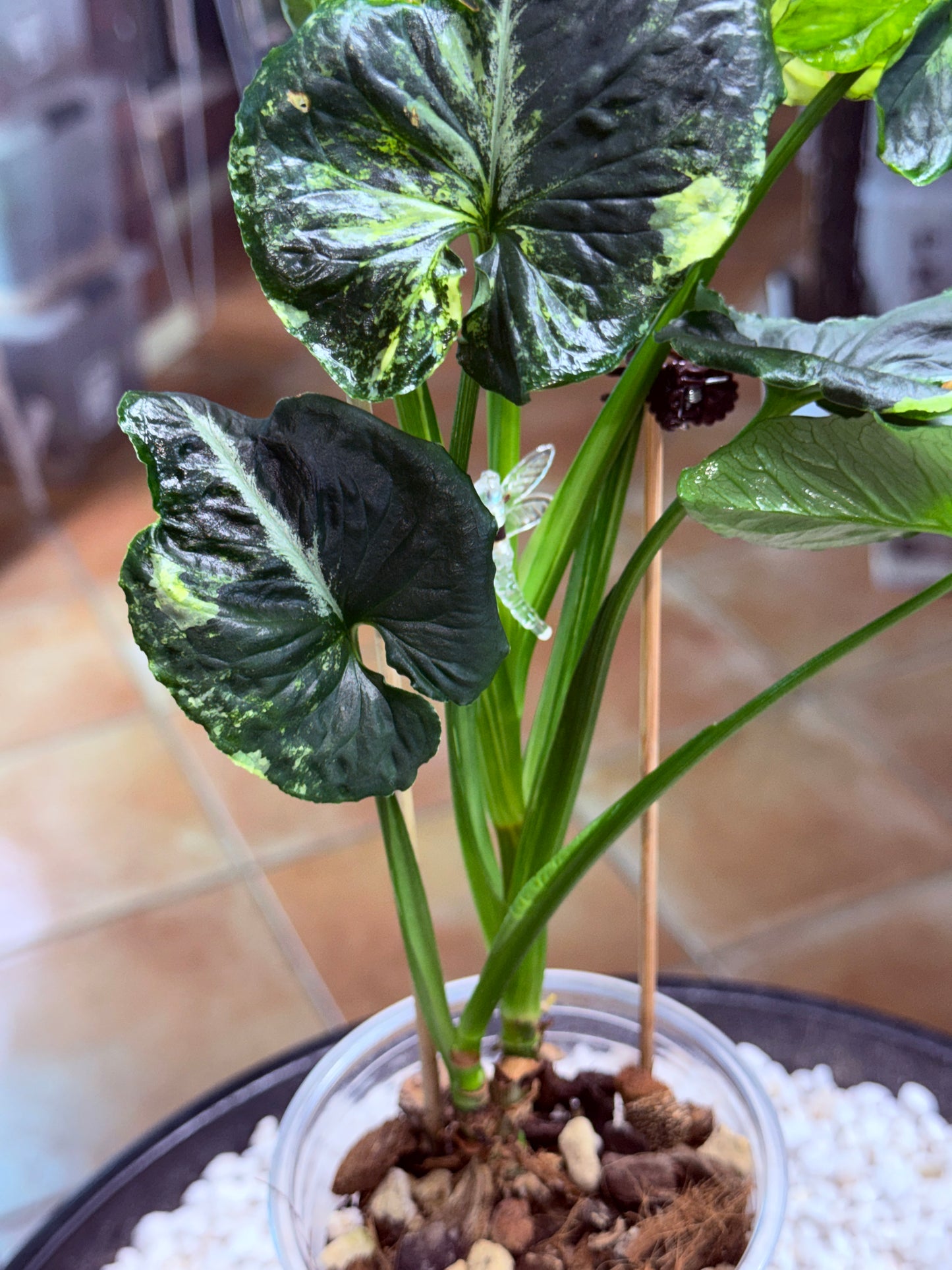 Syngonium Scrambled Eggs - SE5