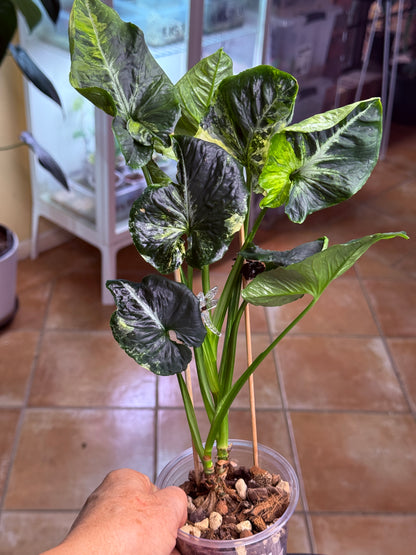 Syngonium Scrambled Eggs - SE5