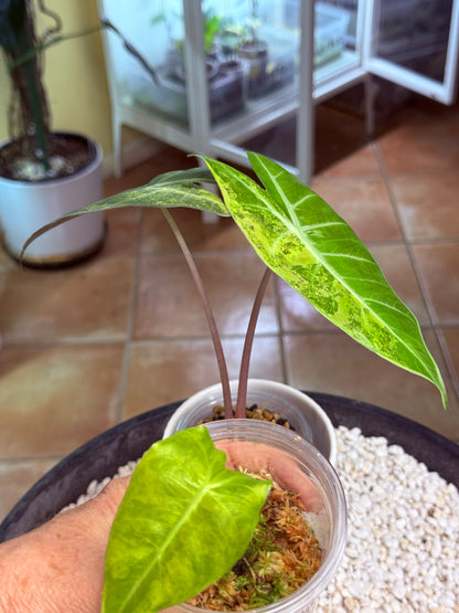 Alocasia Pink Dragon Variegated corm grown