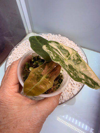 Alocasia Pseudo Sanderiana Pink - non tc corm grown