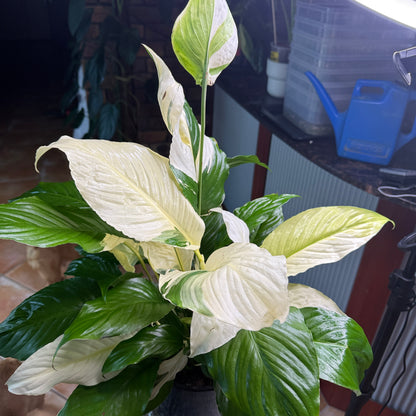 Picasso Peace Lily
