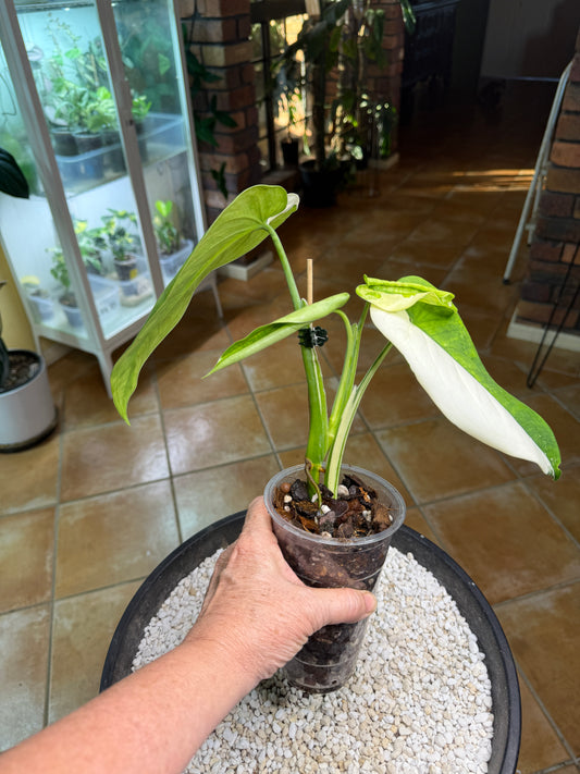 Syngonium Chiapense Variegated