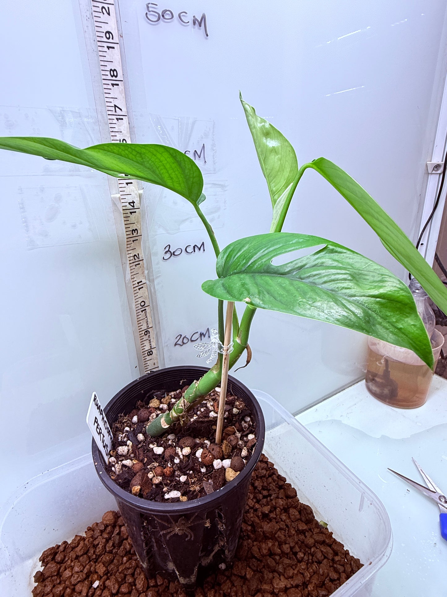 Rhaphidophora Pertusa - RP1