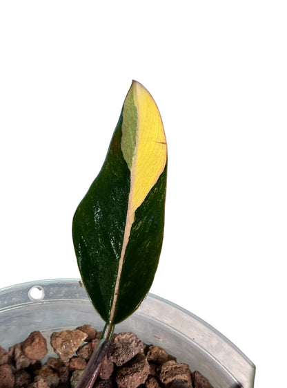 Philodendron Caramel Marble Variegated