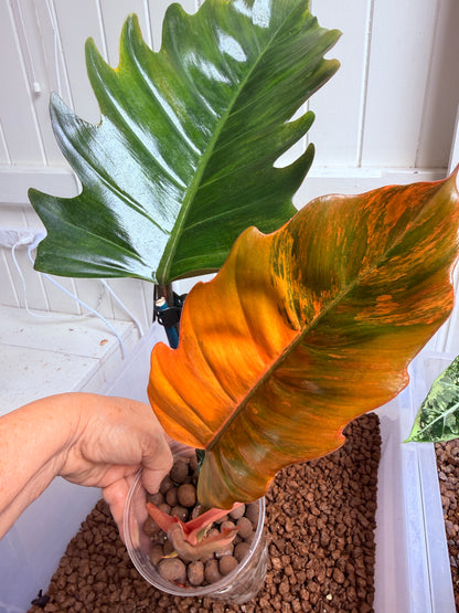 Philodendron Caramel Marble Non TC - PKM