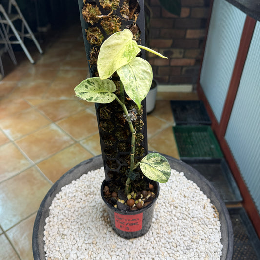 Scindapsus Crème Brûlée - F3