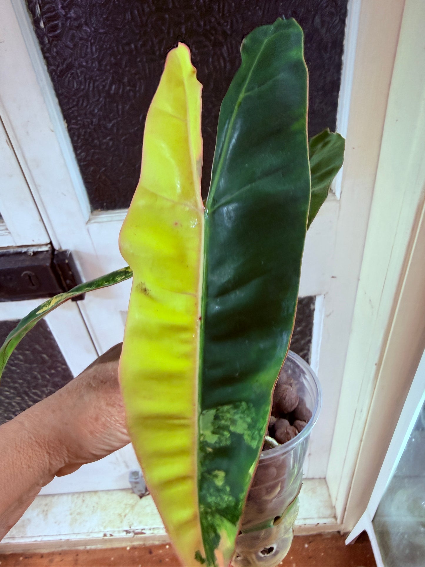 Philodendron Billietiae Non TC Variegated- PBV