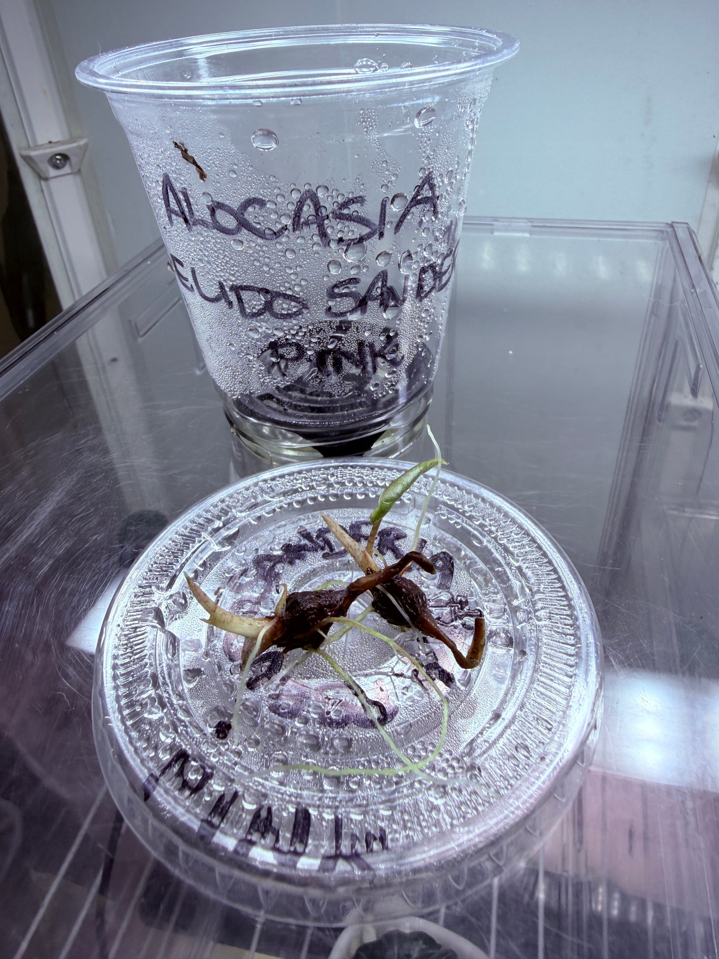🌿 Alocasia Pseudo Sanderiana Pink (Non-TC) 🌿

🪴 Corm A — $150
🪴 Corm B — $150