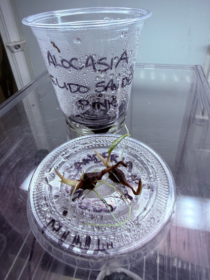 🌿 Alocasia Pseudo Sanderiana Pink (Non-TC) 🌿

🪴 Corm A — $150
🪴 Corm B — $150