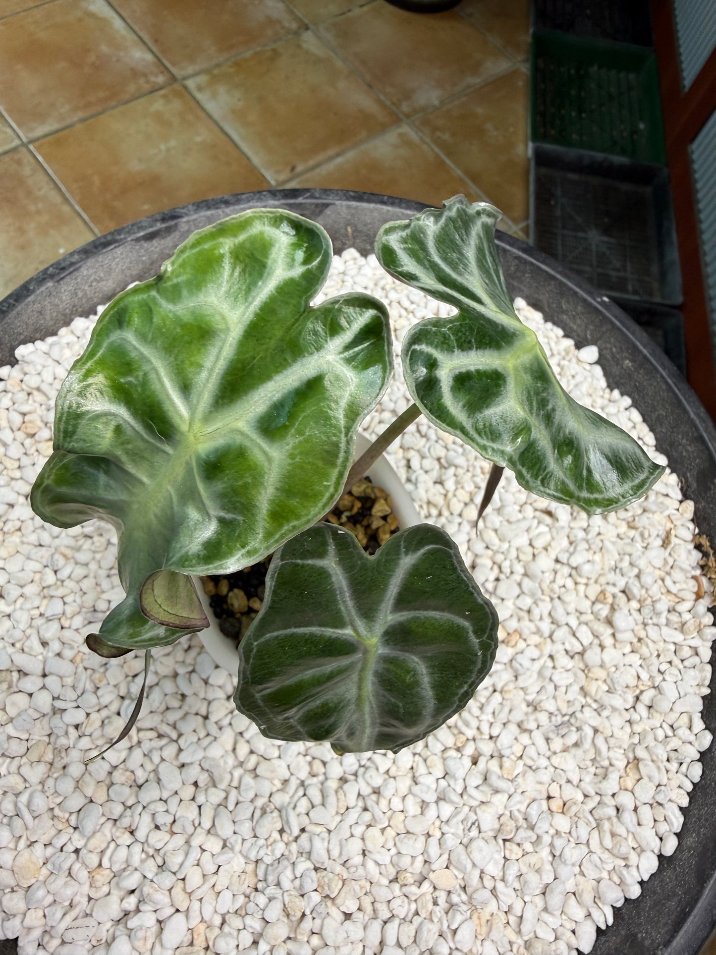 Alocasia Venom large - AV1 self watering pot