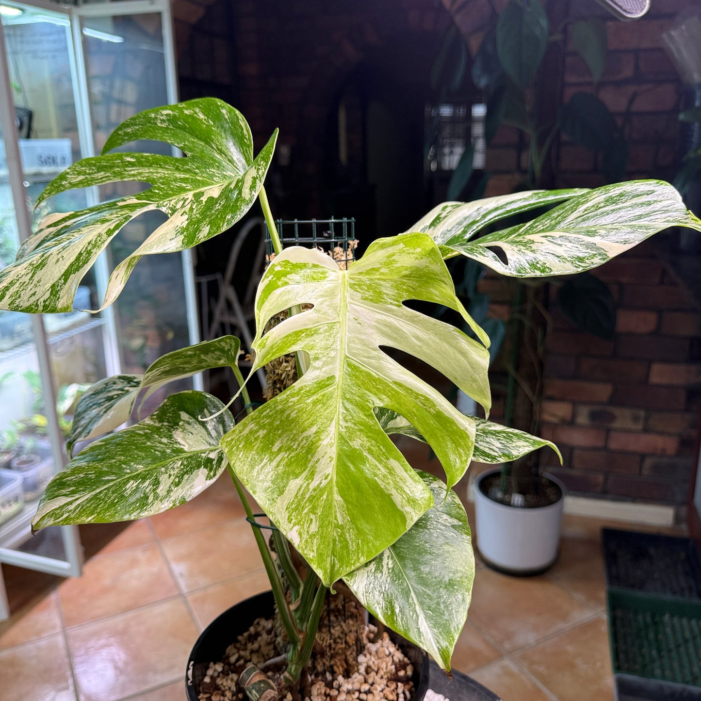 Monstera Borsigana Variegated 7 leaves - MB5
