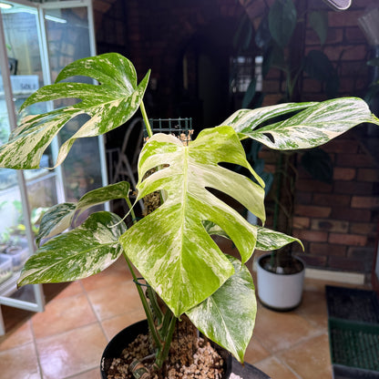 Monstera Borsigana Variegated 7 leaves - MB5