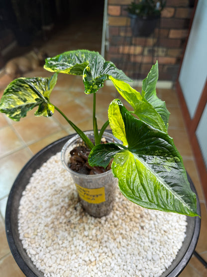 Syngonium Scrambled Eggs - SE2A