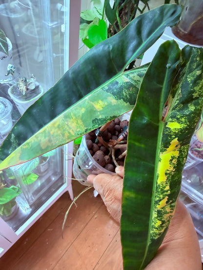 Philodendron Billietiae Non TC Variegated- PBV