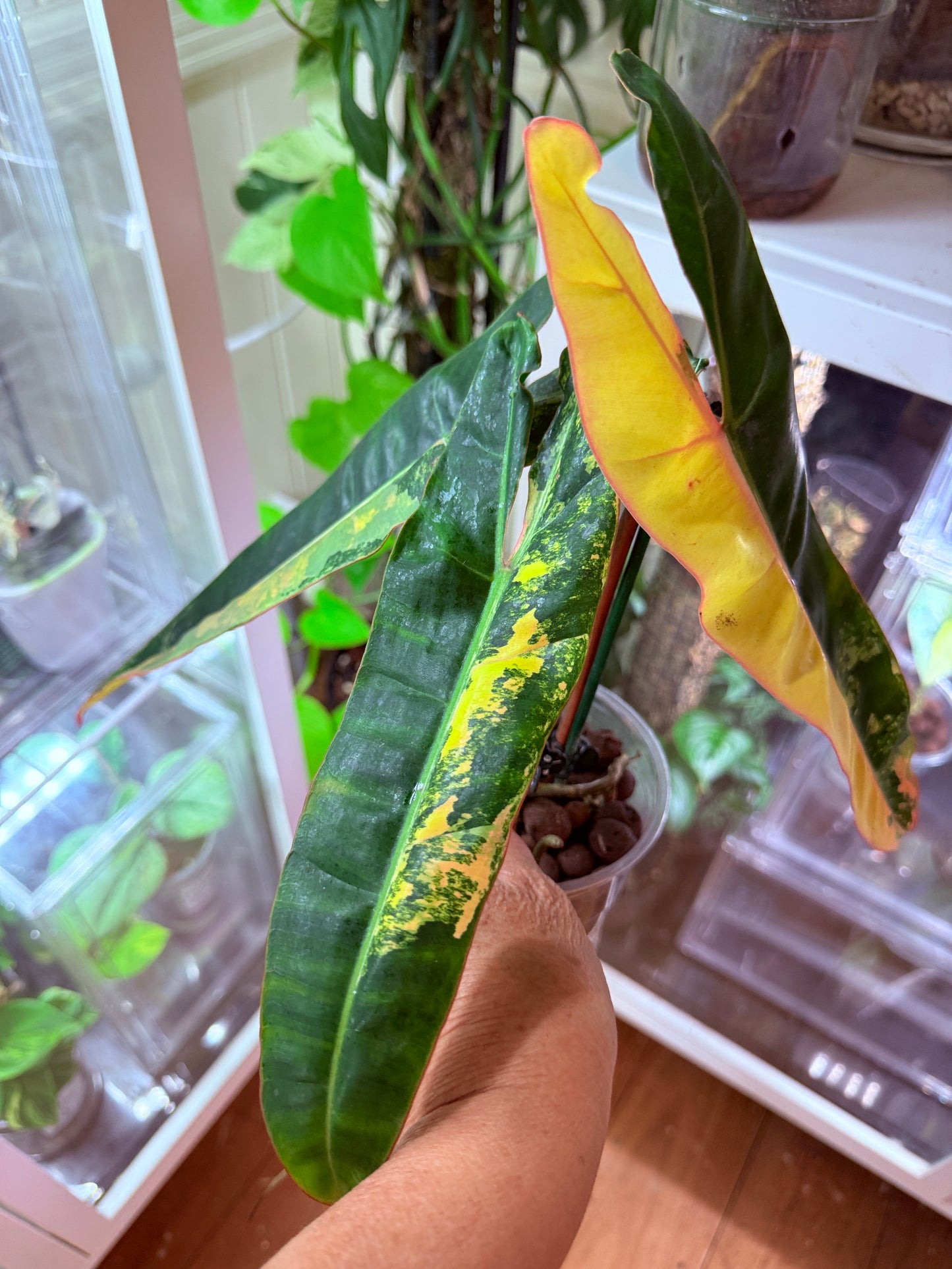 Philodendron Billietiae Non TC Variegated- PBV