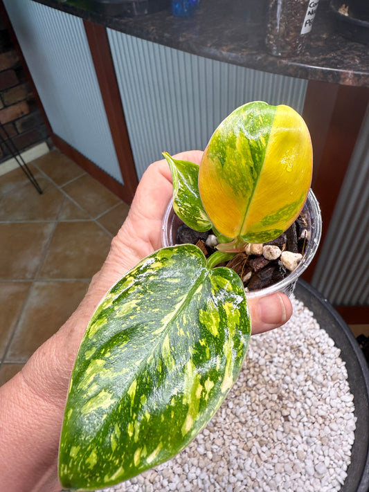 Philodendron Green Congo Nuclear - PGNC 2