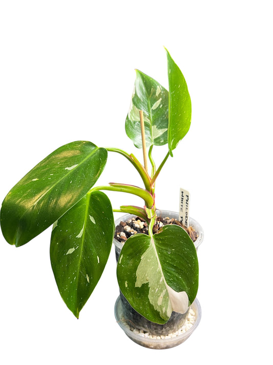 Philodendron White Princess