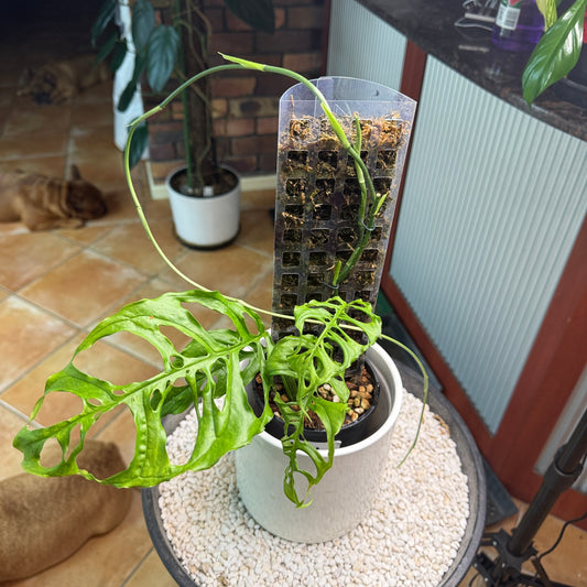 Monstera Obliqua Peru - MO1 with runner