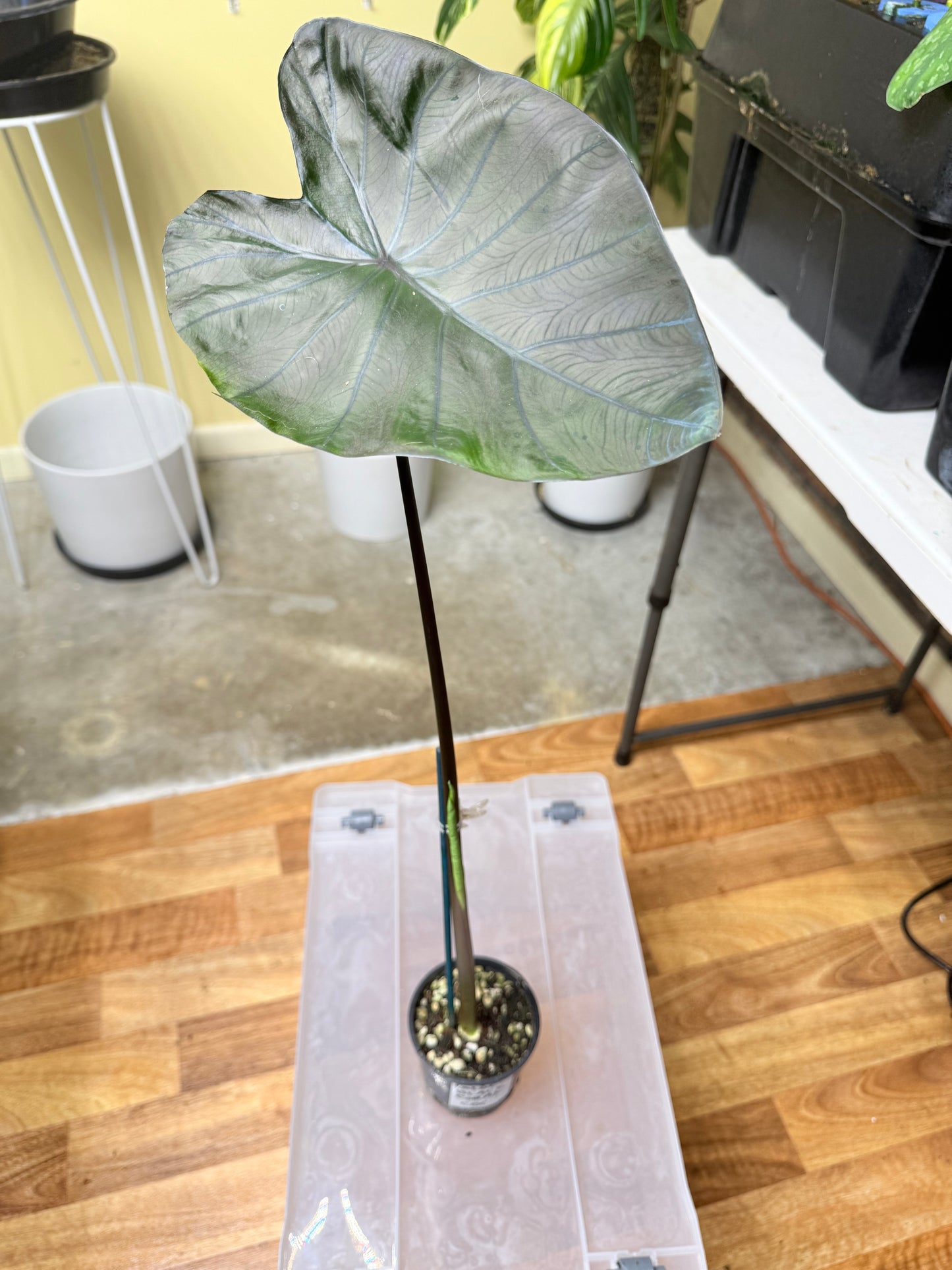 Calocasia Black Coral - CBC