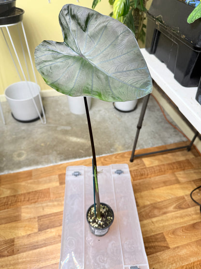 Calocasia Black Coral - CBC