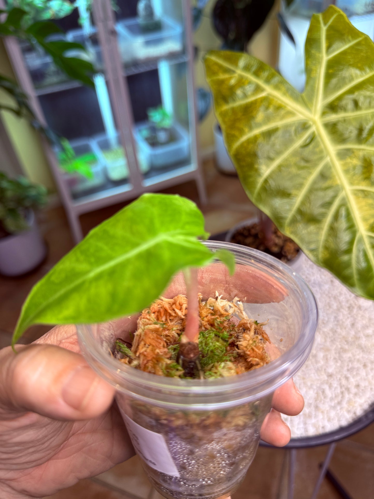 Alocasia Pink Dragon Variegated corm grown