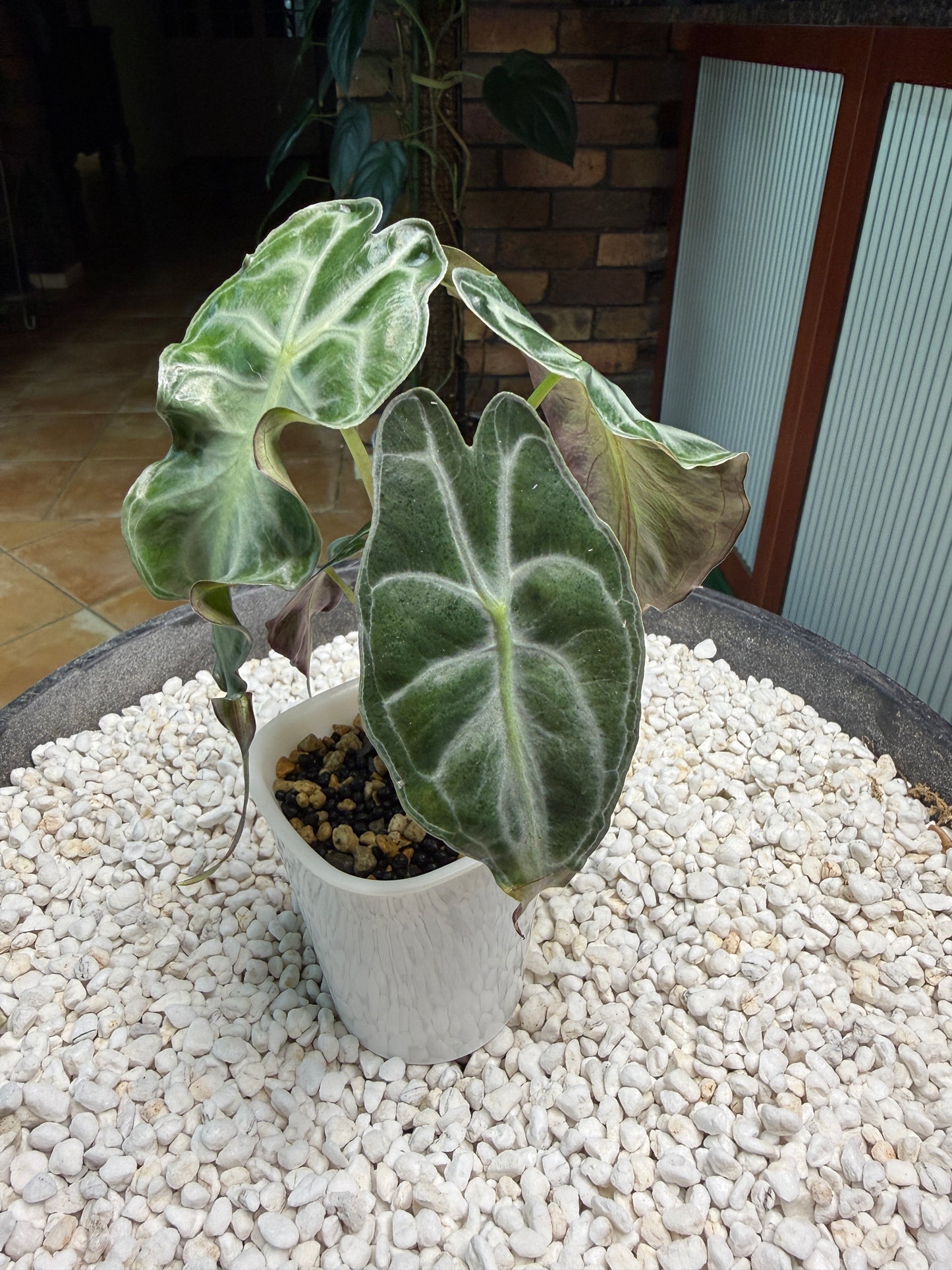 Alocasia Venom large - AV1 self watering pot