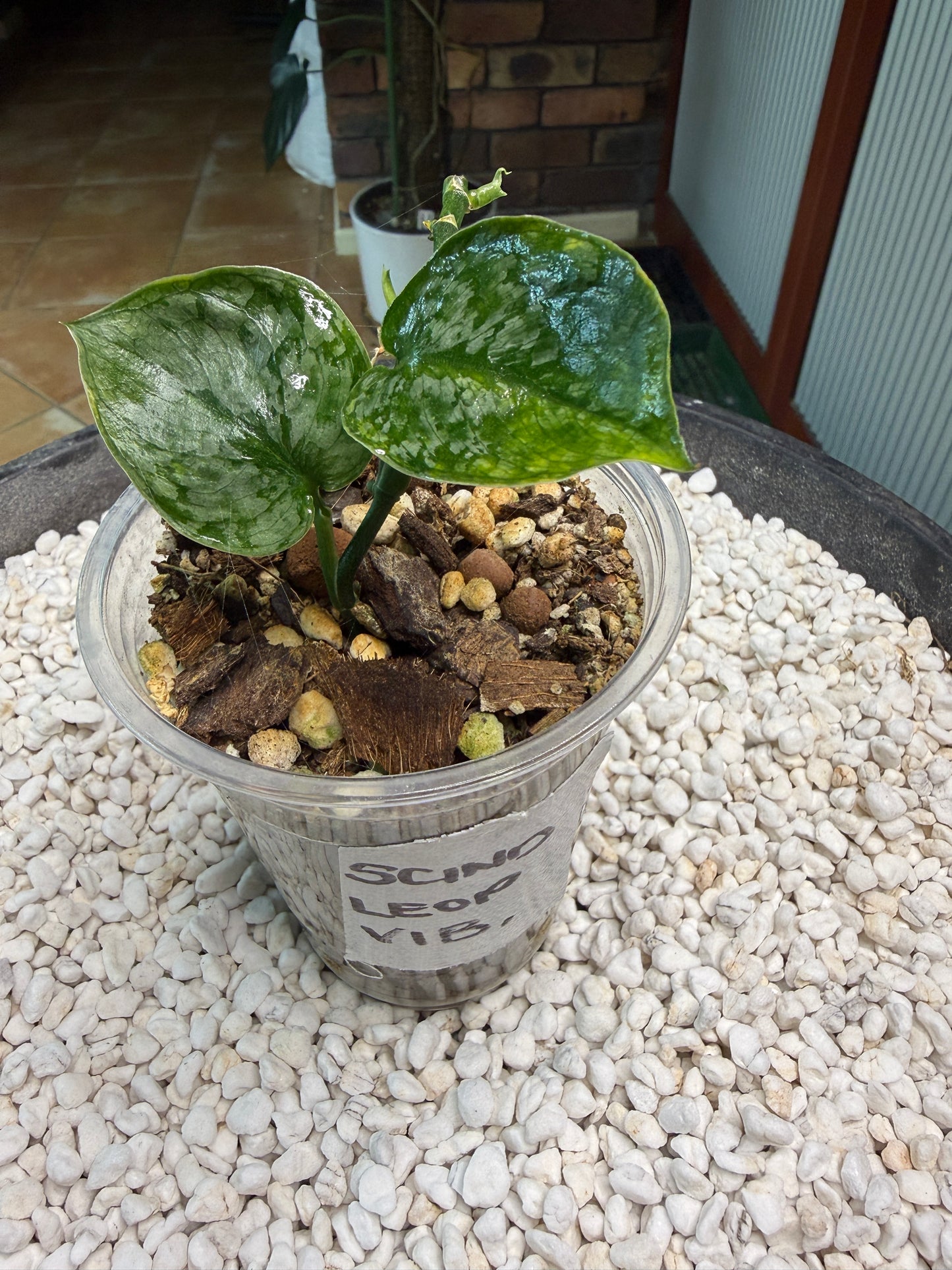 Scindapsus Leopard Spot - V1B