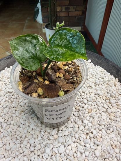 Scindapsus Leopard Spot - V1B