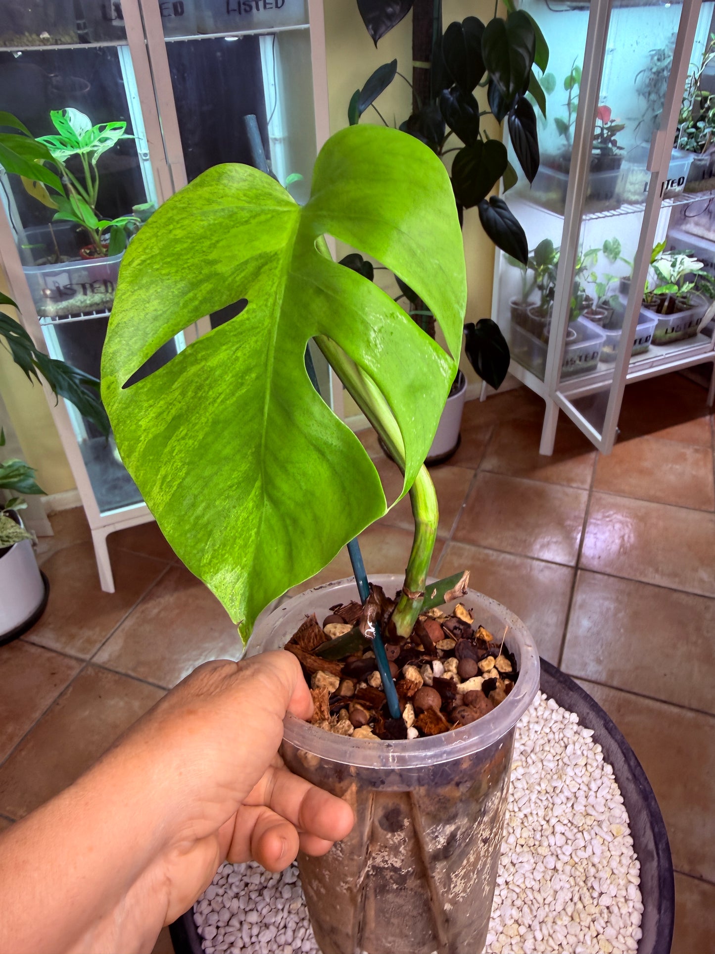 Monstera Aurea Non TC - MA