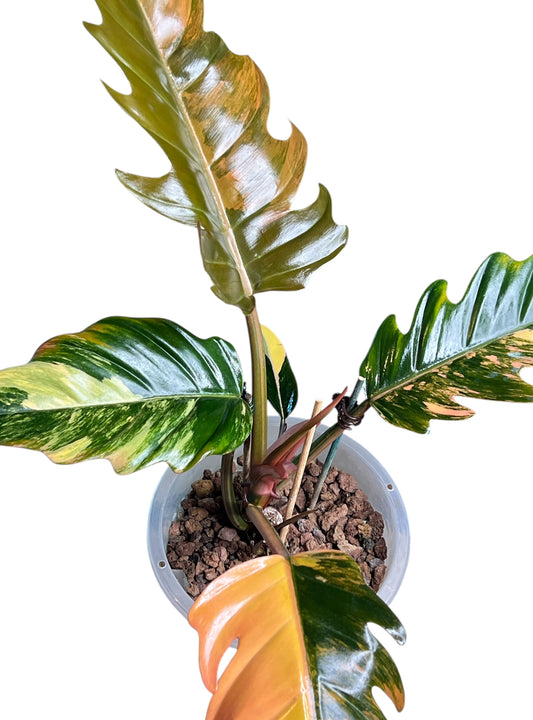 Philodendron Caramel Marble Variegated