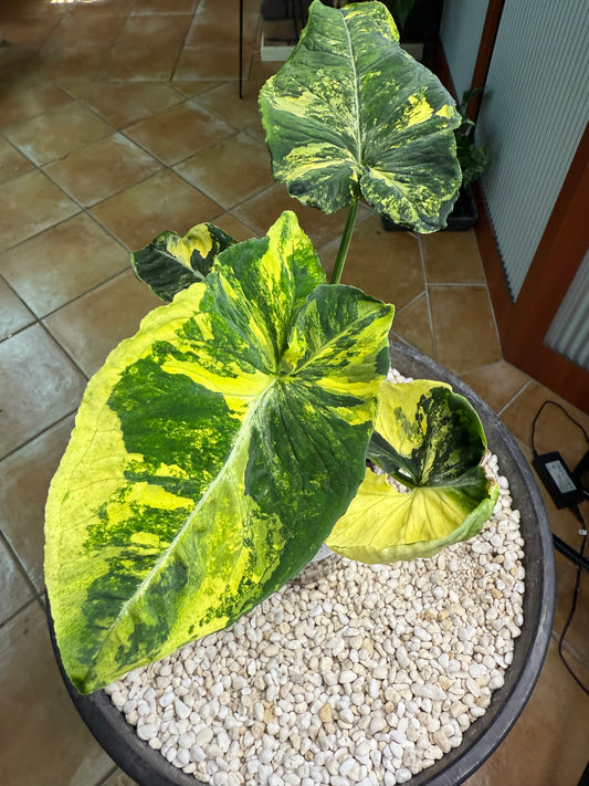 Syngonium Scrambled Eggs - SE1A