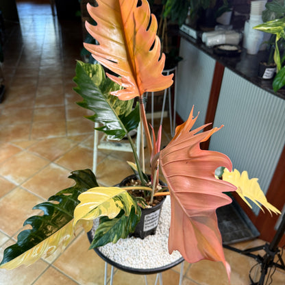 Philodendron Caramel Marble Variegated - PKM4