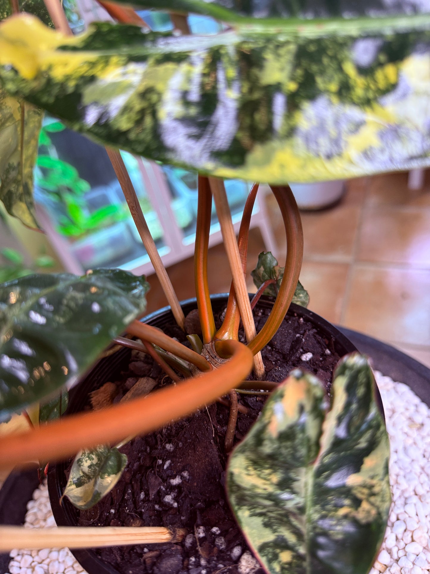 Philodendron Billietiae Variegated 11 leaves