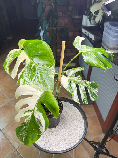 Monstera Borsigana Variegated - MBA