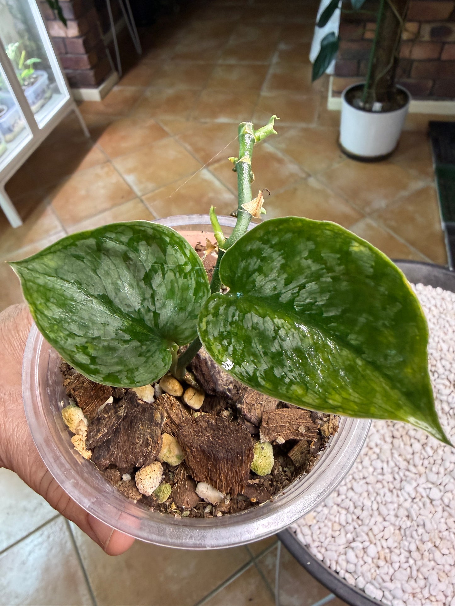 Scindapsus Leopard Spot - V1B