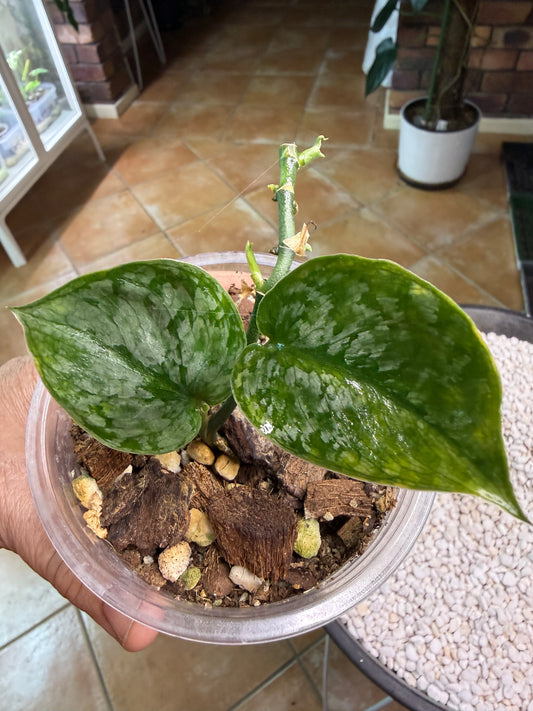 Scindapsus Leopard Spot - V1B