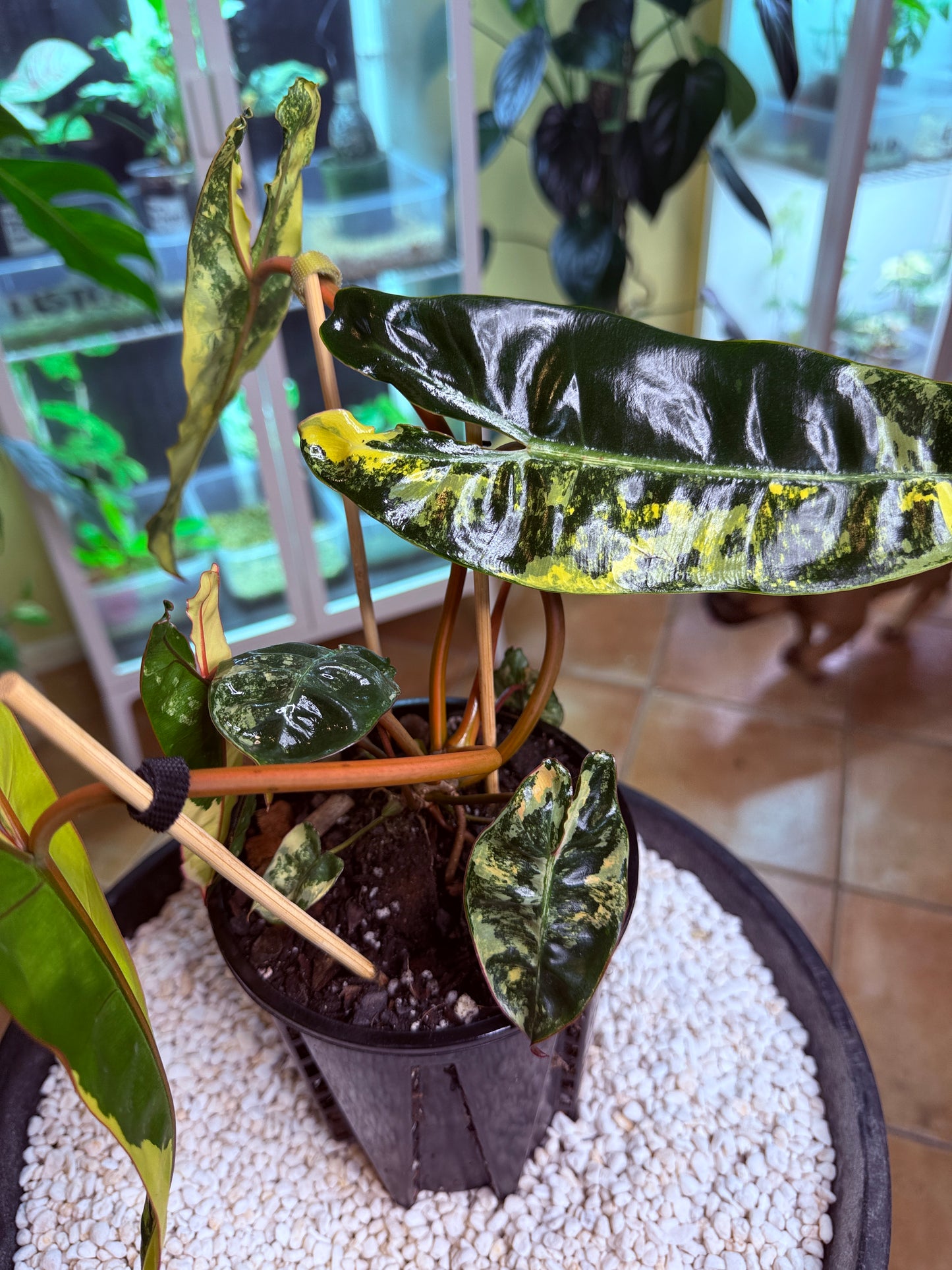 Philodendron Billietiae Variegated 11 leaves