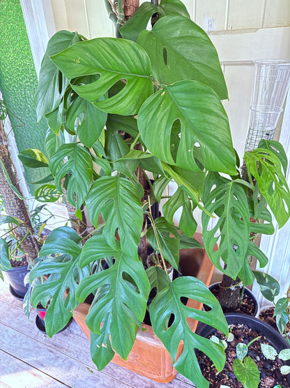 Rhaphidophora Pertusa - RP1