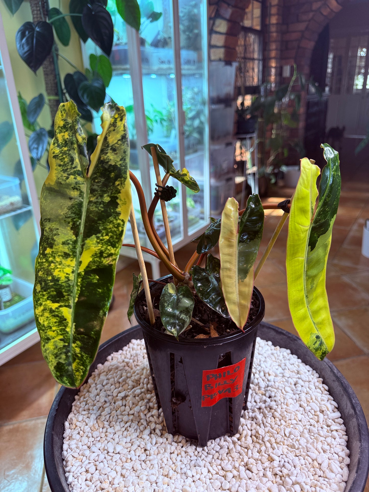 Philodendron Billietiae Variegated 11 leaves