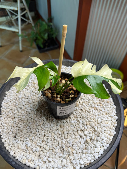 Rhaphidophora Tetrasperma - high Variegation - RTRI