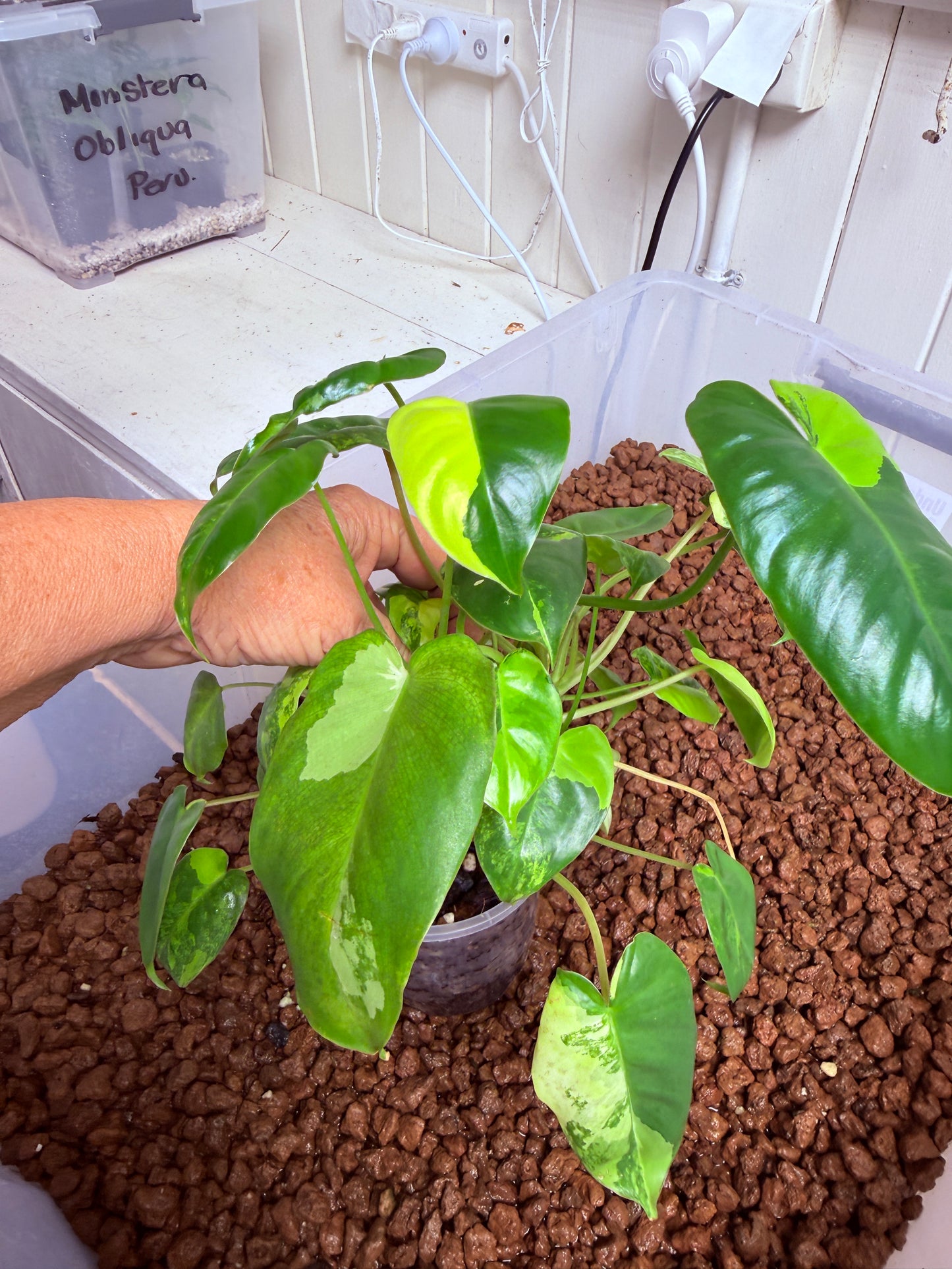 Philodendron Burle Marx Variegated