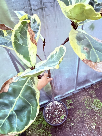 Fiddle Leaf Fig Variegated