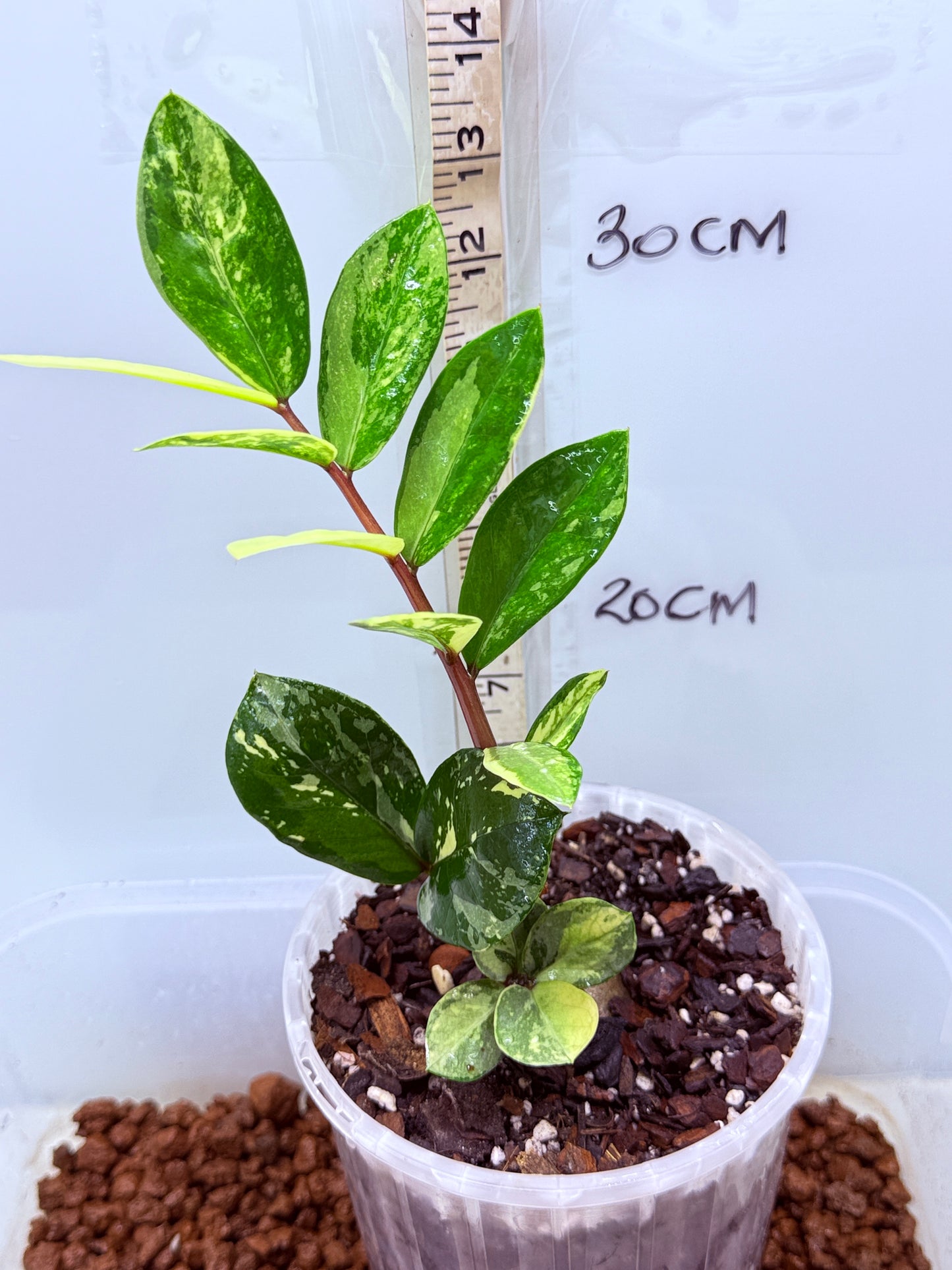 ZZ Variegated Plant - Zamioculcas Zamiifolia