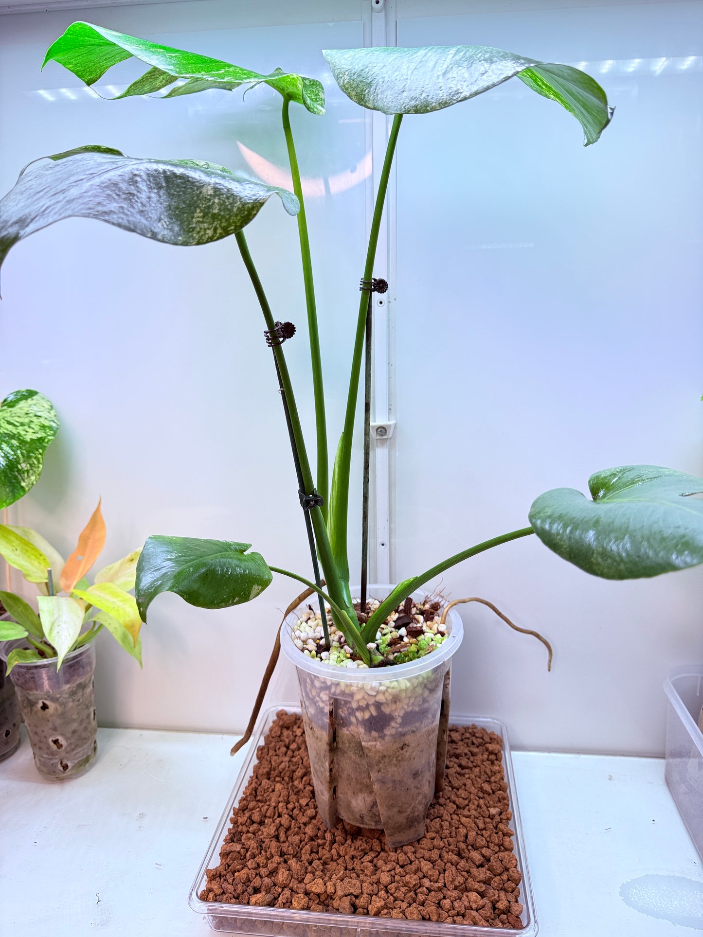 Monstera Mint Large plant Variegation - MM2