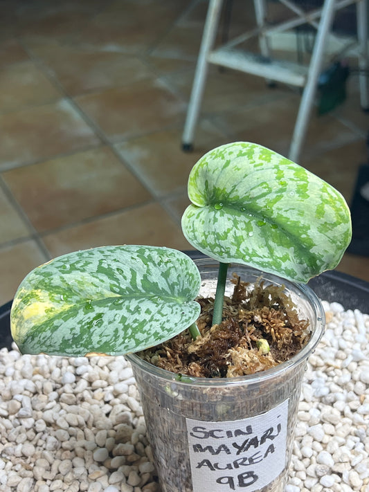 Scindapsus Mayari Aurea