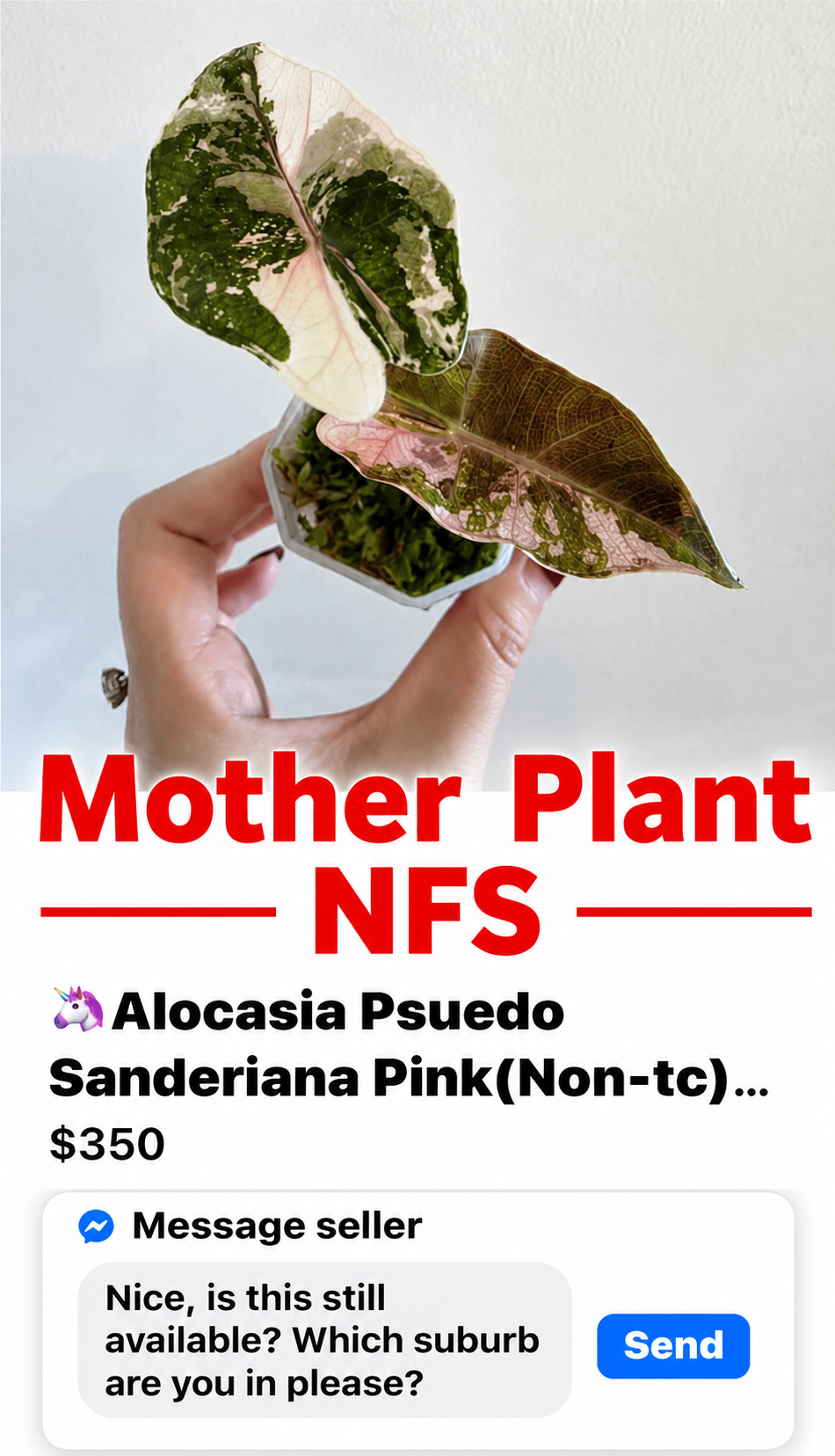 🌿 Alocasia Pseudo Sanderiana Pink (Non-TC) 🌿

🪴 Corm A — $150
🪴 Corm B — $150