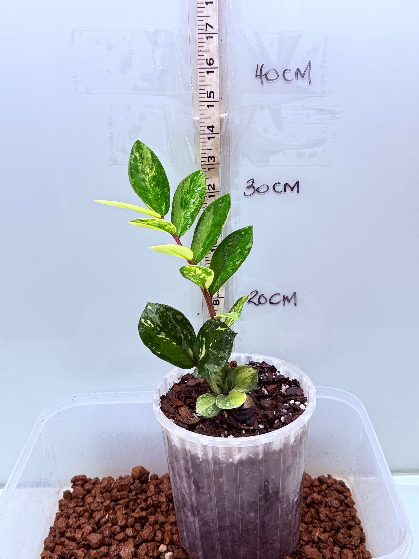 ZZ Variegated Plant - Zamioculcas Zamiifolia
