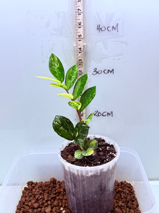 ZZ Variegated Plant - Zamioculcas Zamiifolia