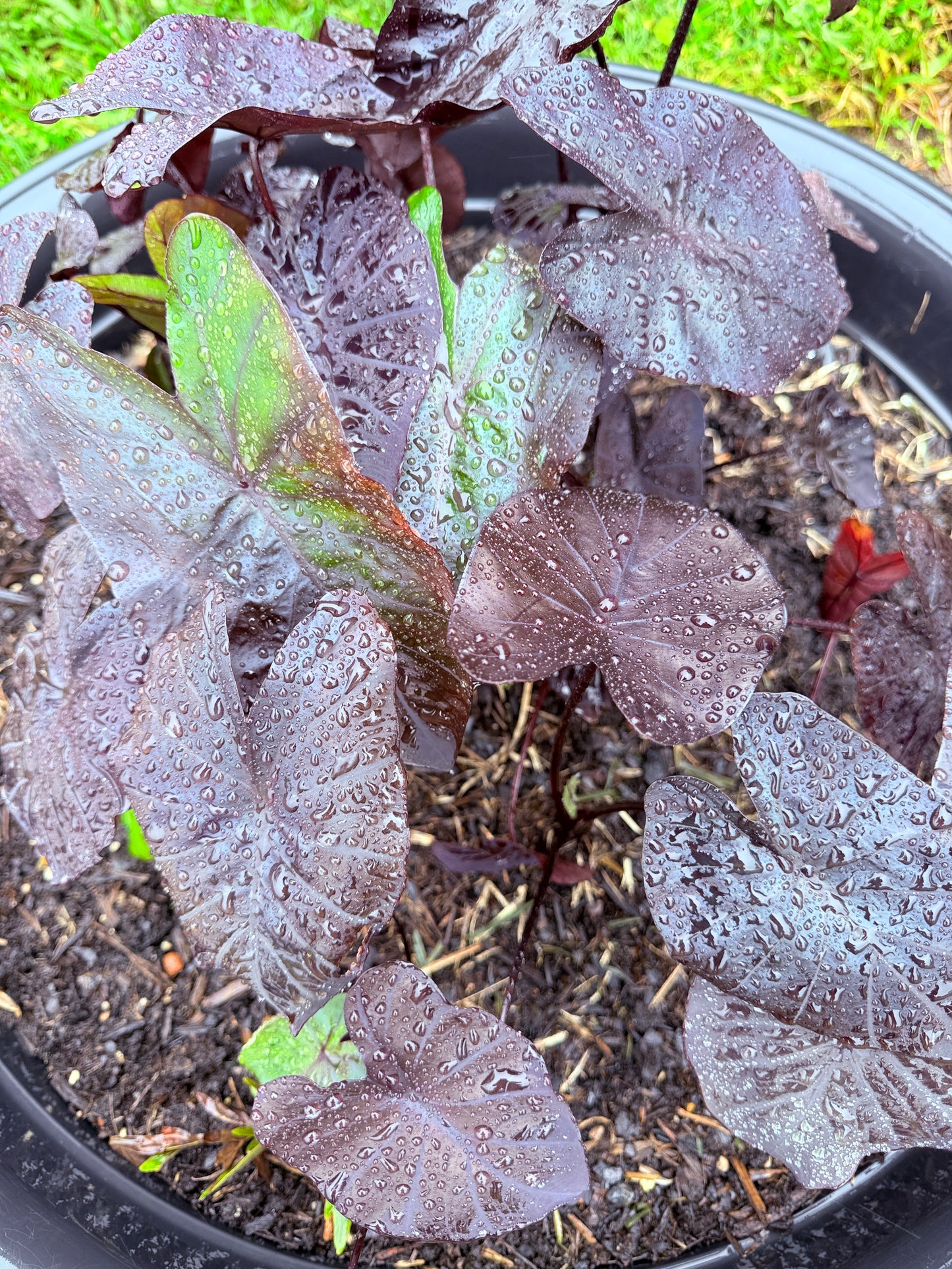 Colocasia Black Coral - size medium (growers choice I will pick a good one)